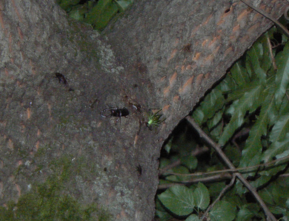 団地前のクヌギ_4m上右の幹別れ部_ノコギリクワガタ2♂、コクワガタ1♂ 2021年6月18日 19時55分頃 気温23度